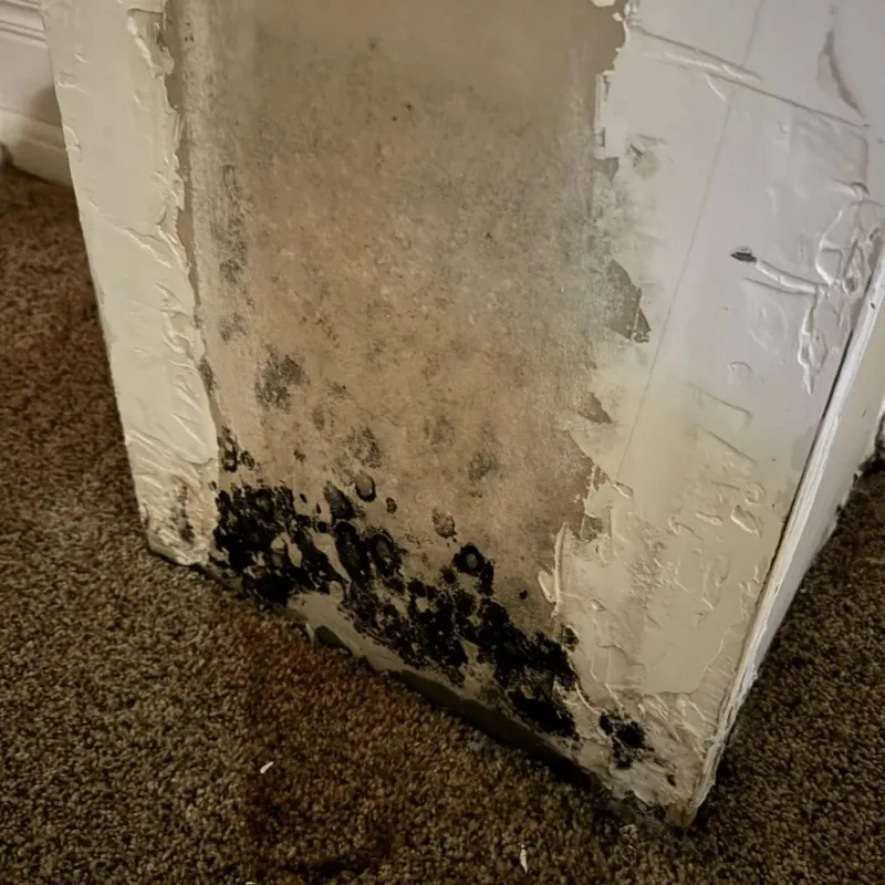 Professional Mold Removal in Mission Hills, KS